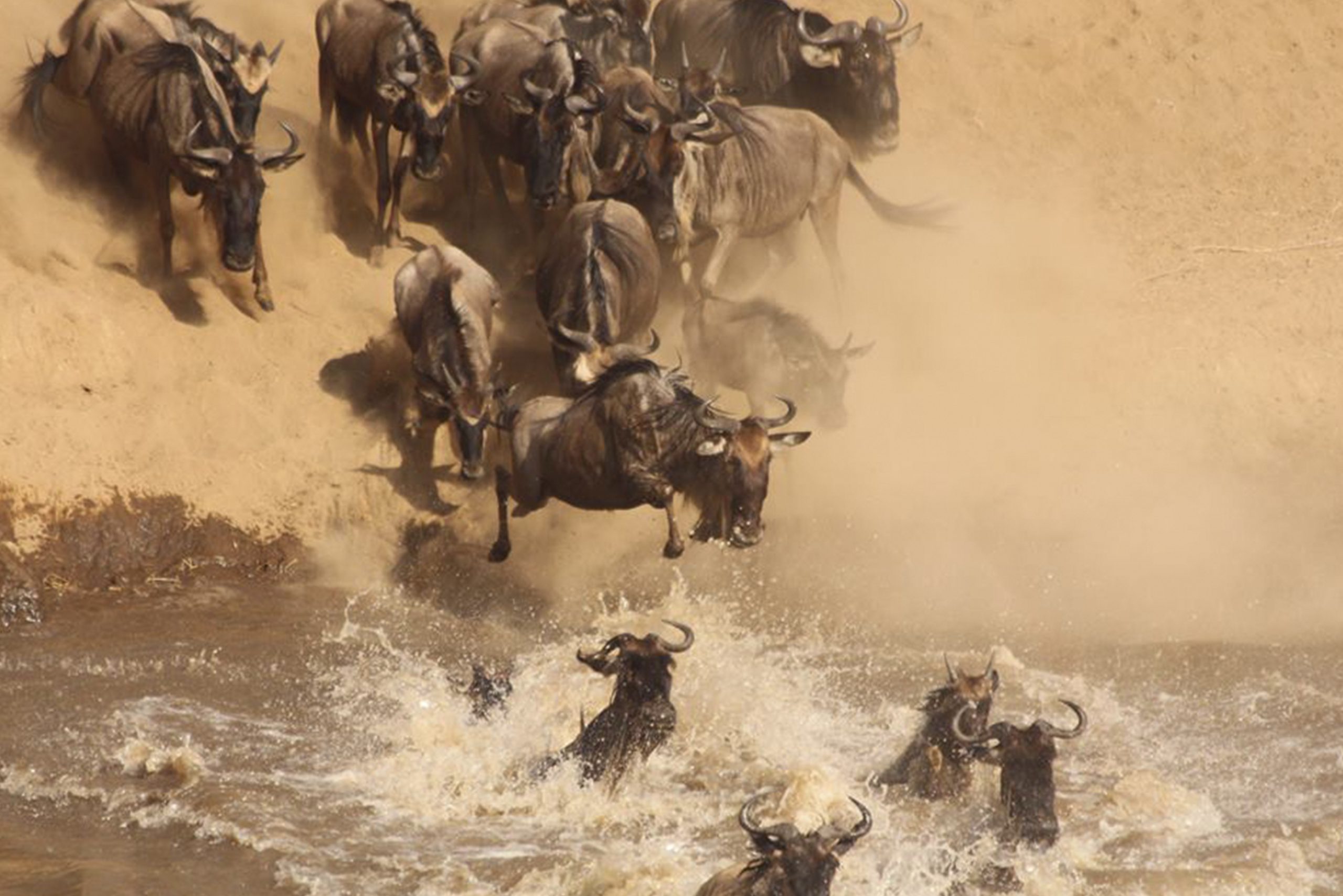 4 Days 3 Nights Wildebeest Migration Fly In Package Johnbow Tours And Travel 3295