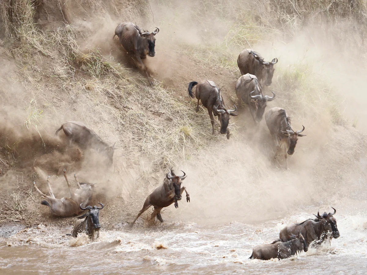 9 Days Best of Magical Kenya Wildebeest Safari