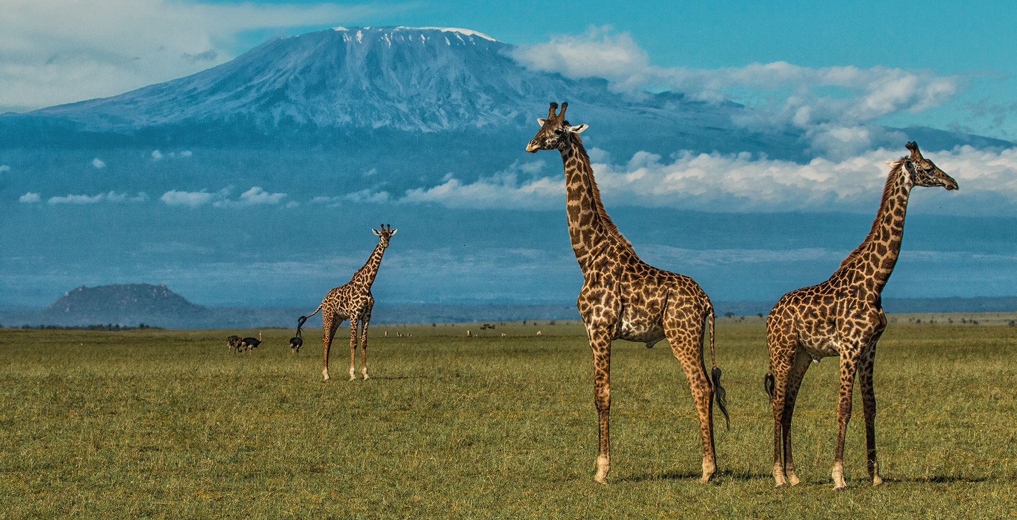 5 Days migration mid-range safari Masai Mara, Lake Nakuru, and Amboseli National Park