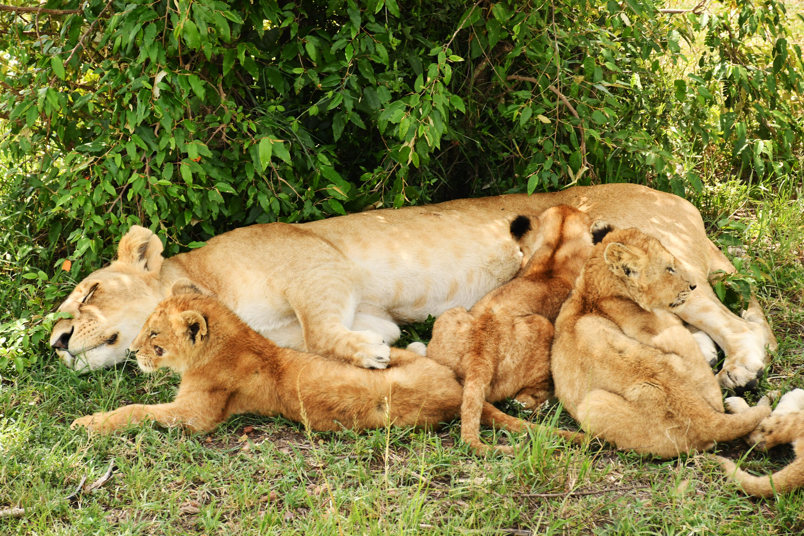 3 DAYS MASAI MARA BUDGET SAFARI