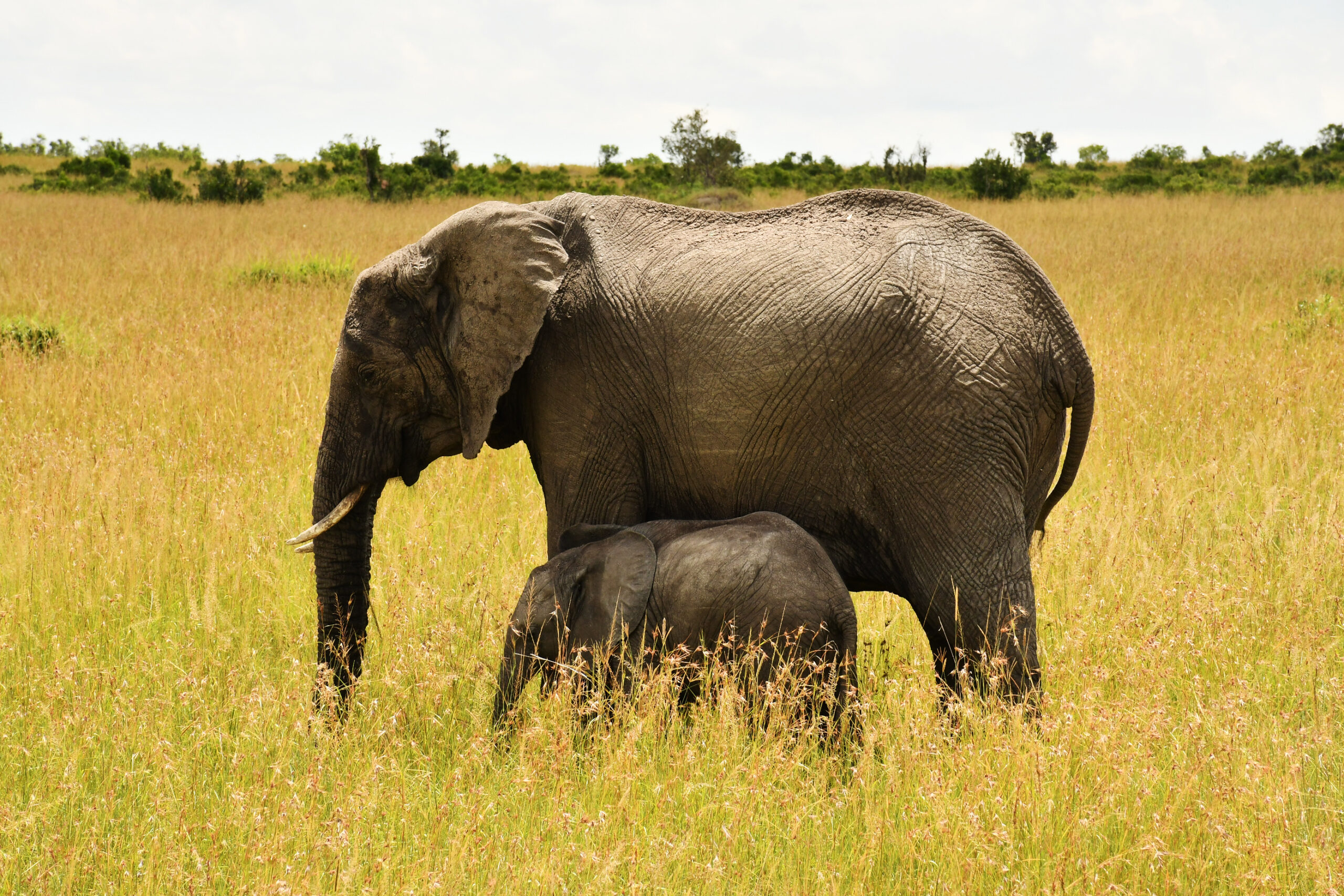 3 DAYS AMBOSELI LUXURY SAFARI