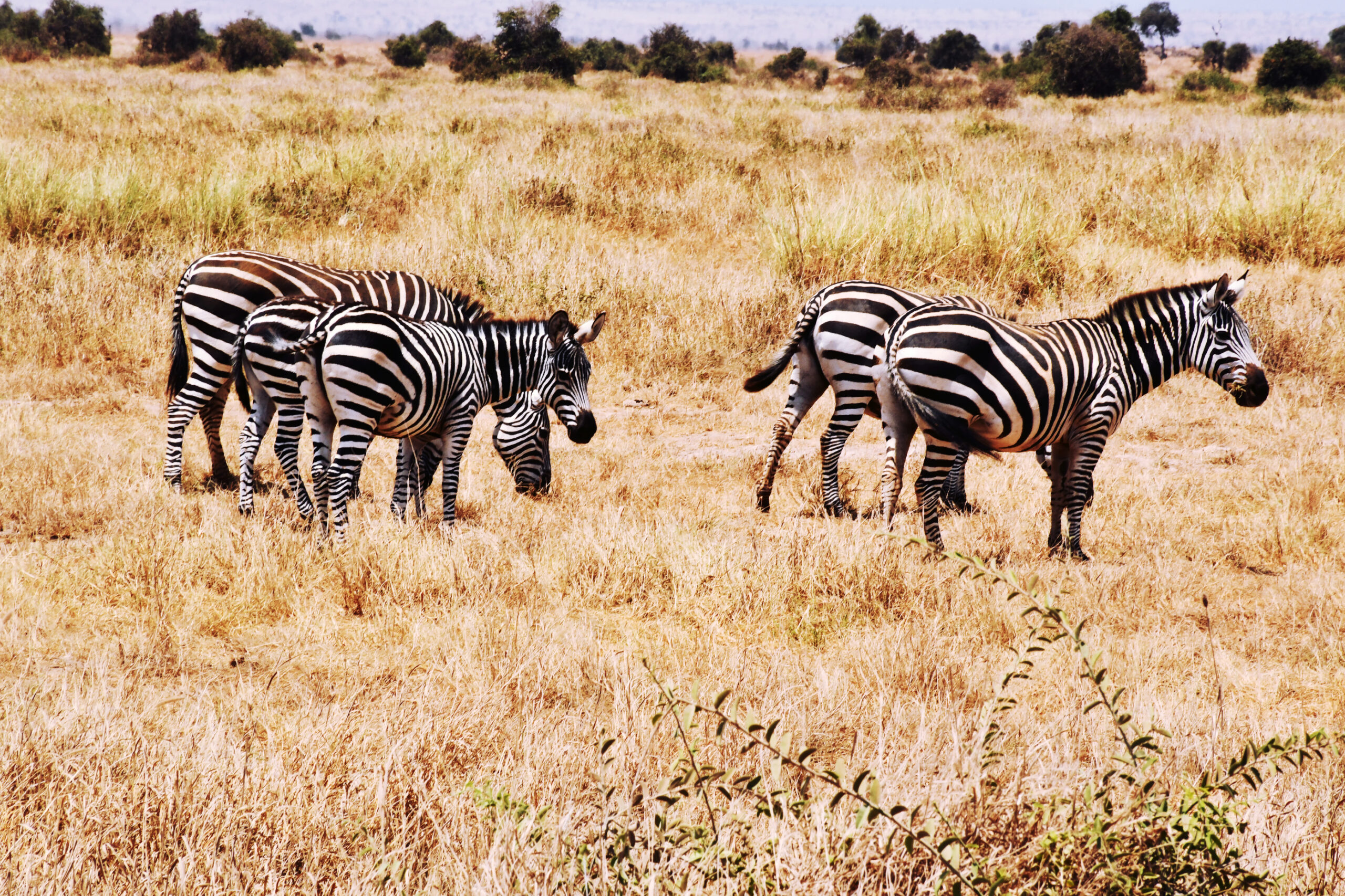 4 Days Safari Masai Mara National Reserve to Amboseli National Park