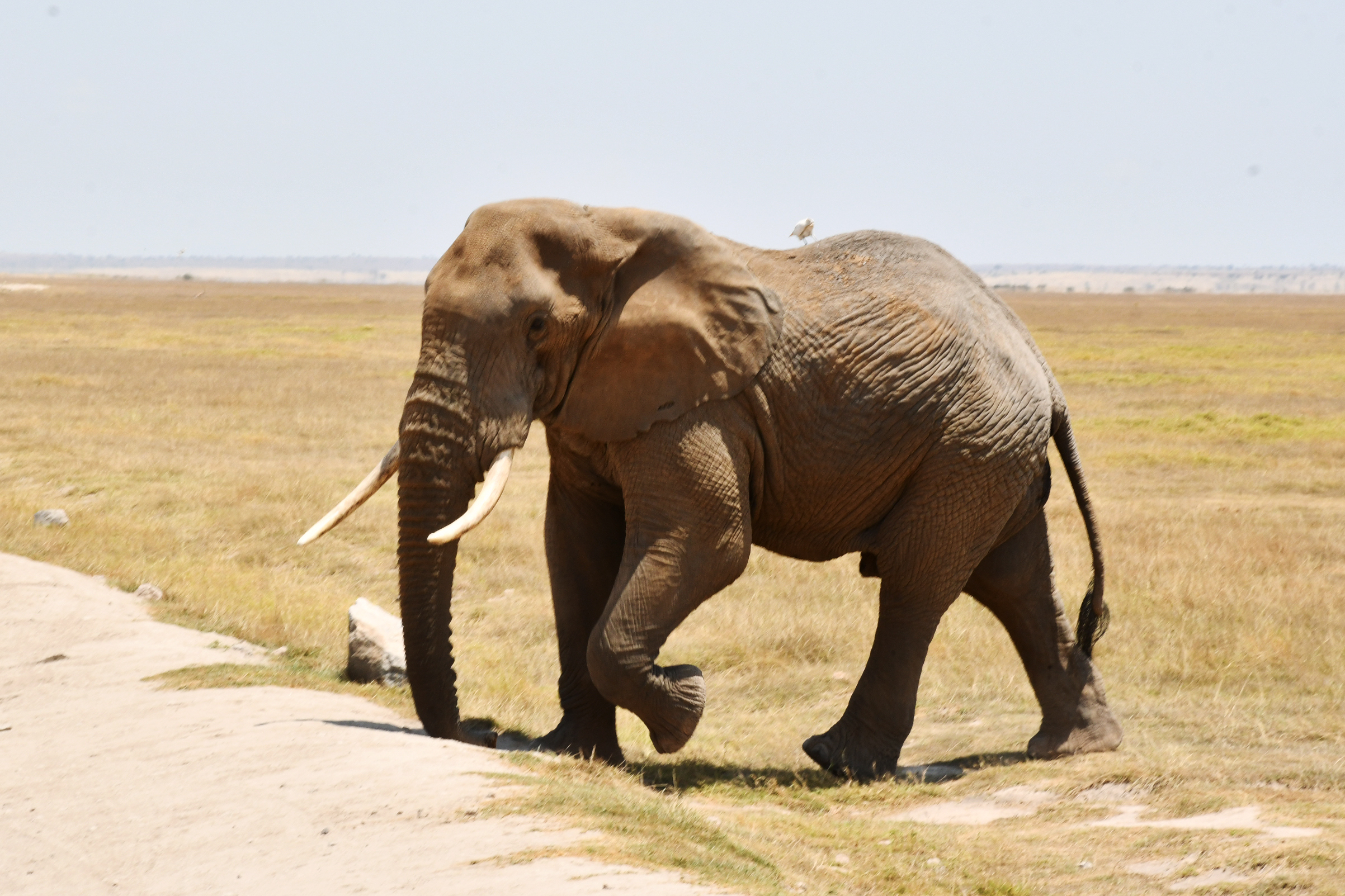 5 Days Amboseli, Tsavo West National Park, Taita Hills, Tsavo East National Park  to Coast