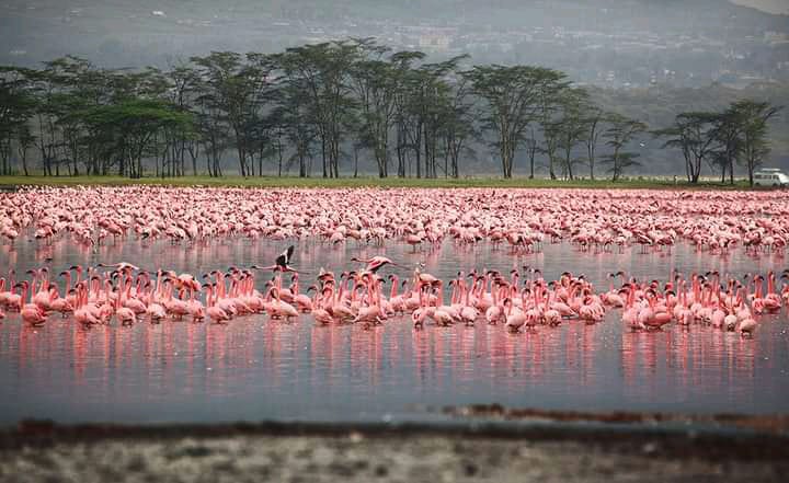 5 Days Budgeted Safari to Masai Mara, Lake Nakuru National Park Nad Amboseli National Park