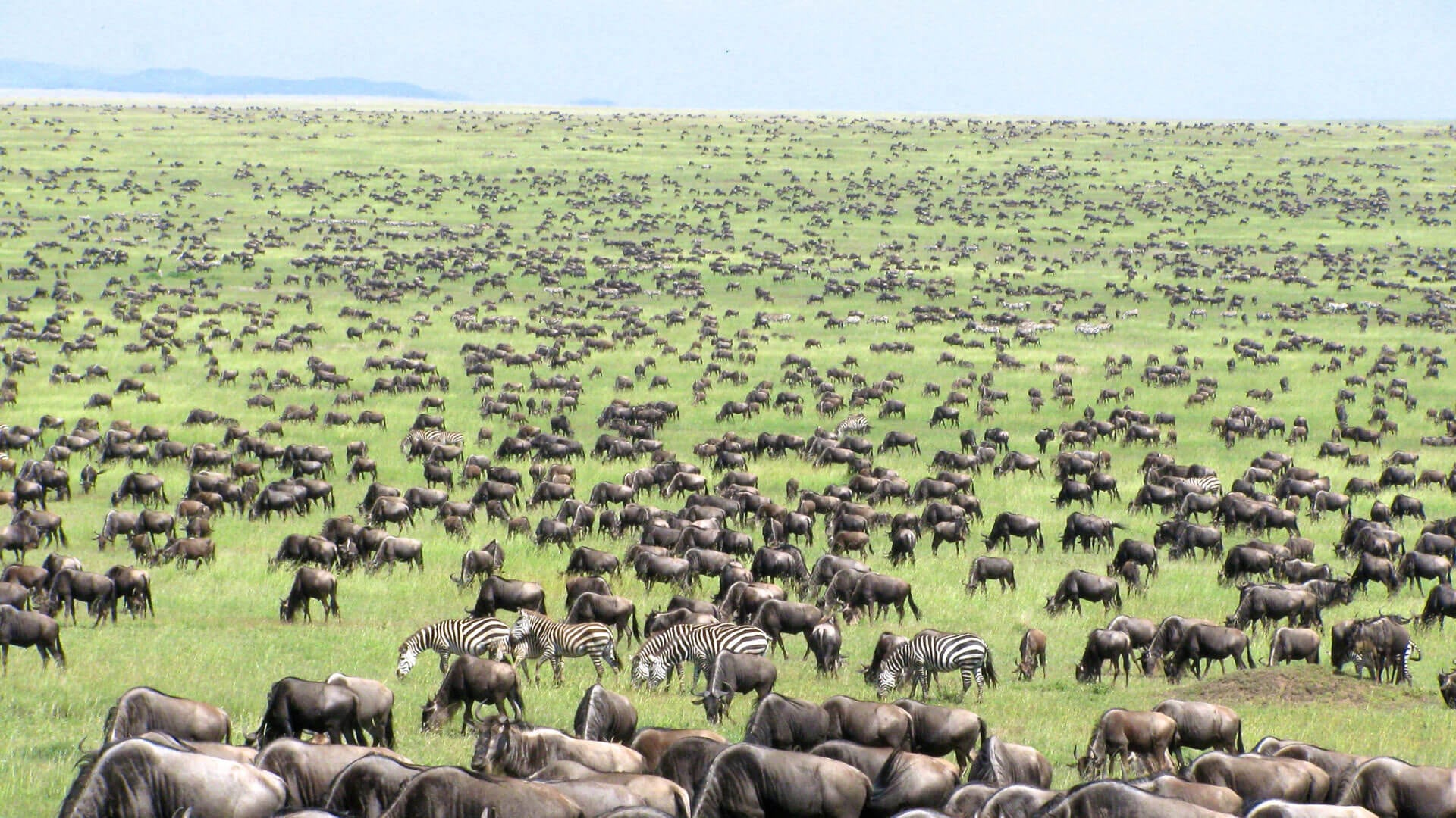 4 Days to Masai Mara & Lake Nakuru luxury migration safari