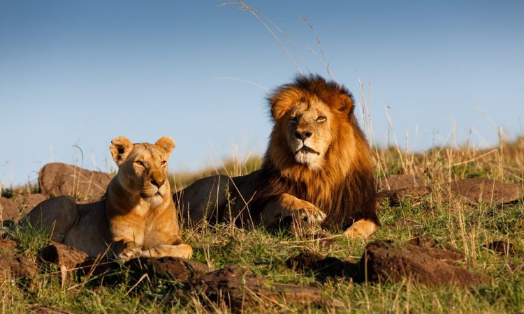 4 days Masai Mara National Reserve luxury flight safari