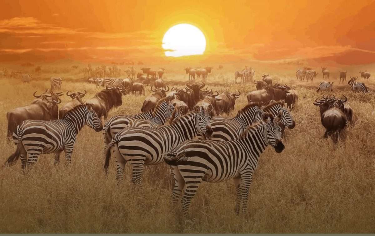 6-Day Great Migration Safari at Northern Serengeti