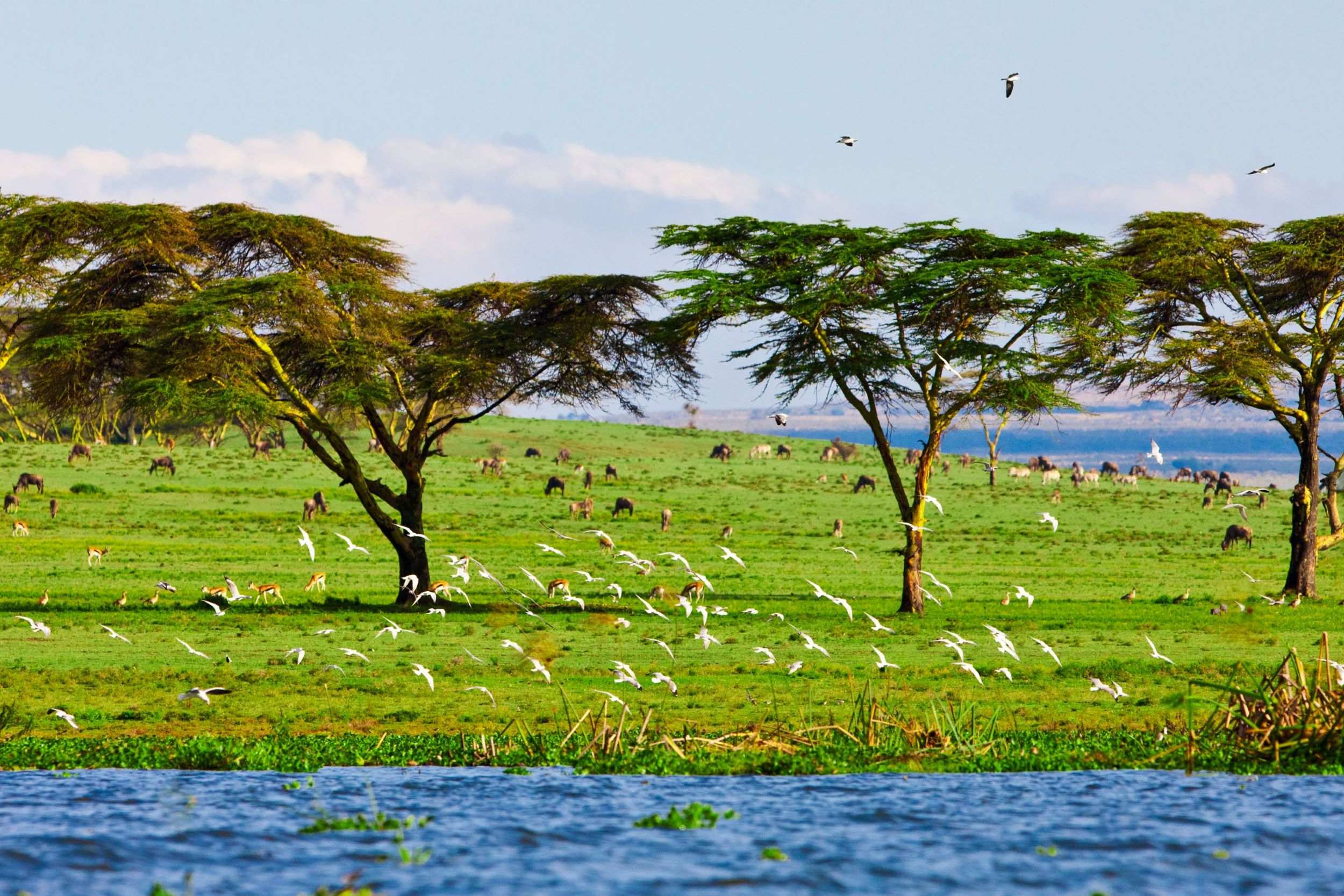 4 Days Masai Mara to Lake Naivasha Mid-Range Safari