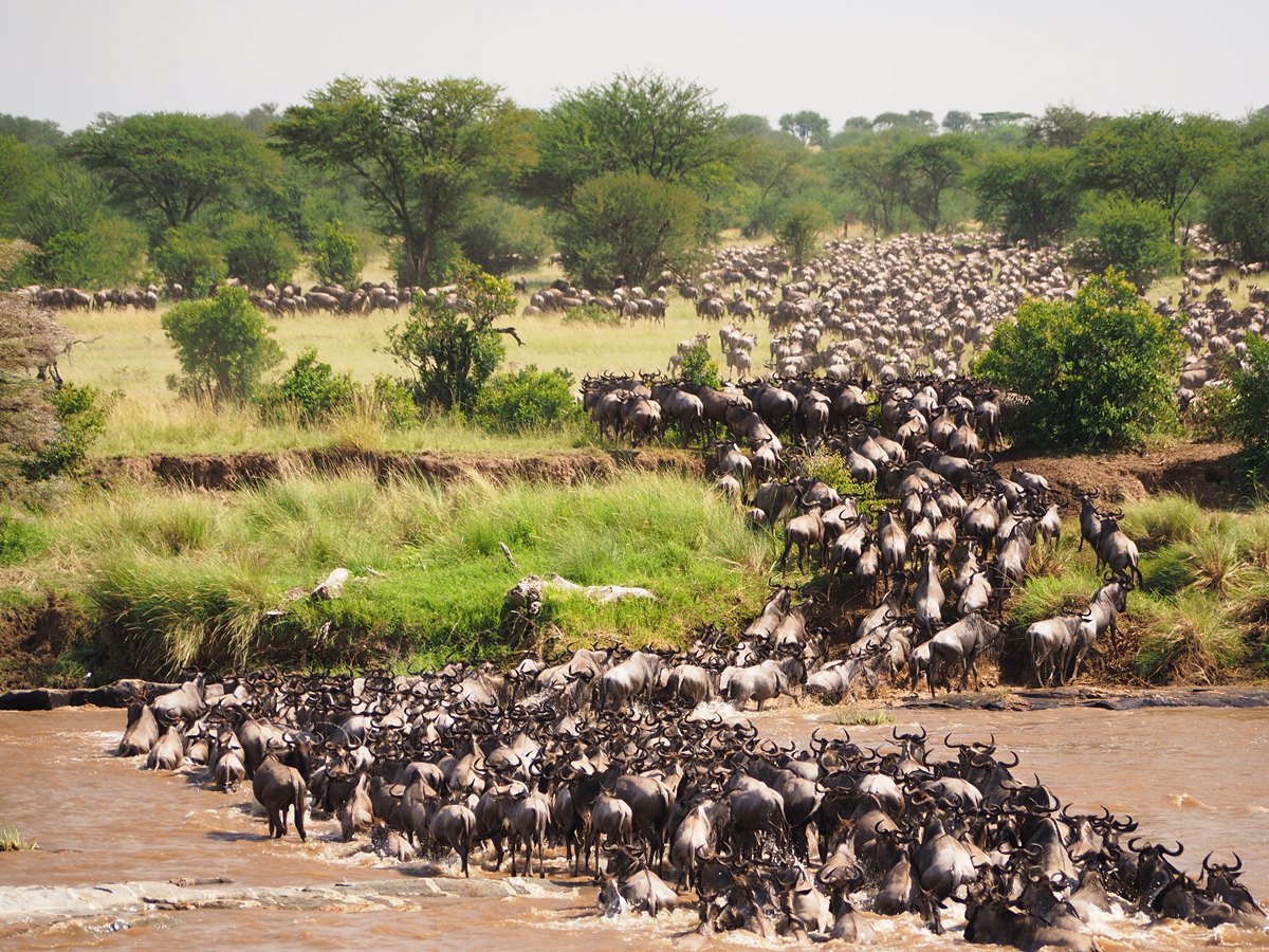 3 Days Best of Migration Safari Masai Mara