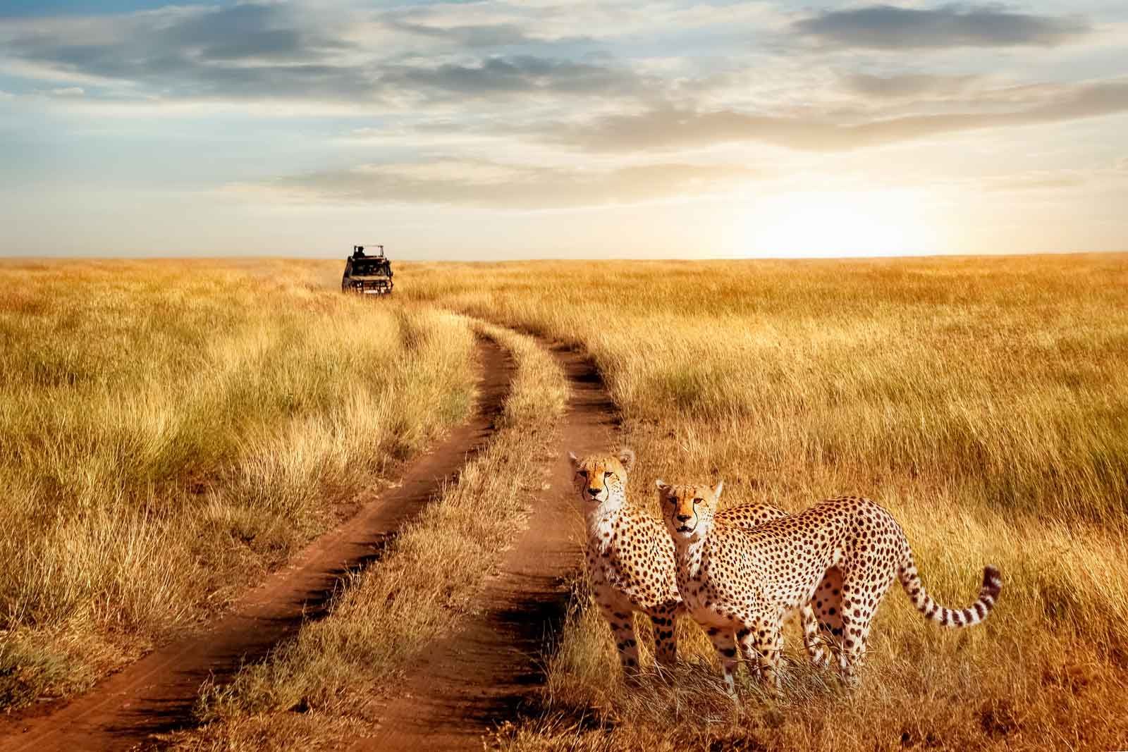 4 Days 3 Nights Tarangire-Serengeti & Ngorongoro Crater Safari