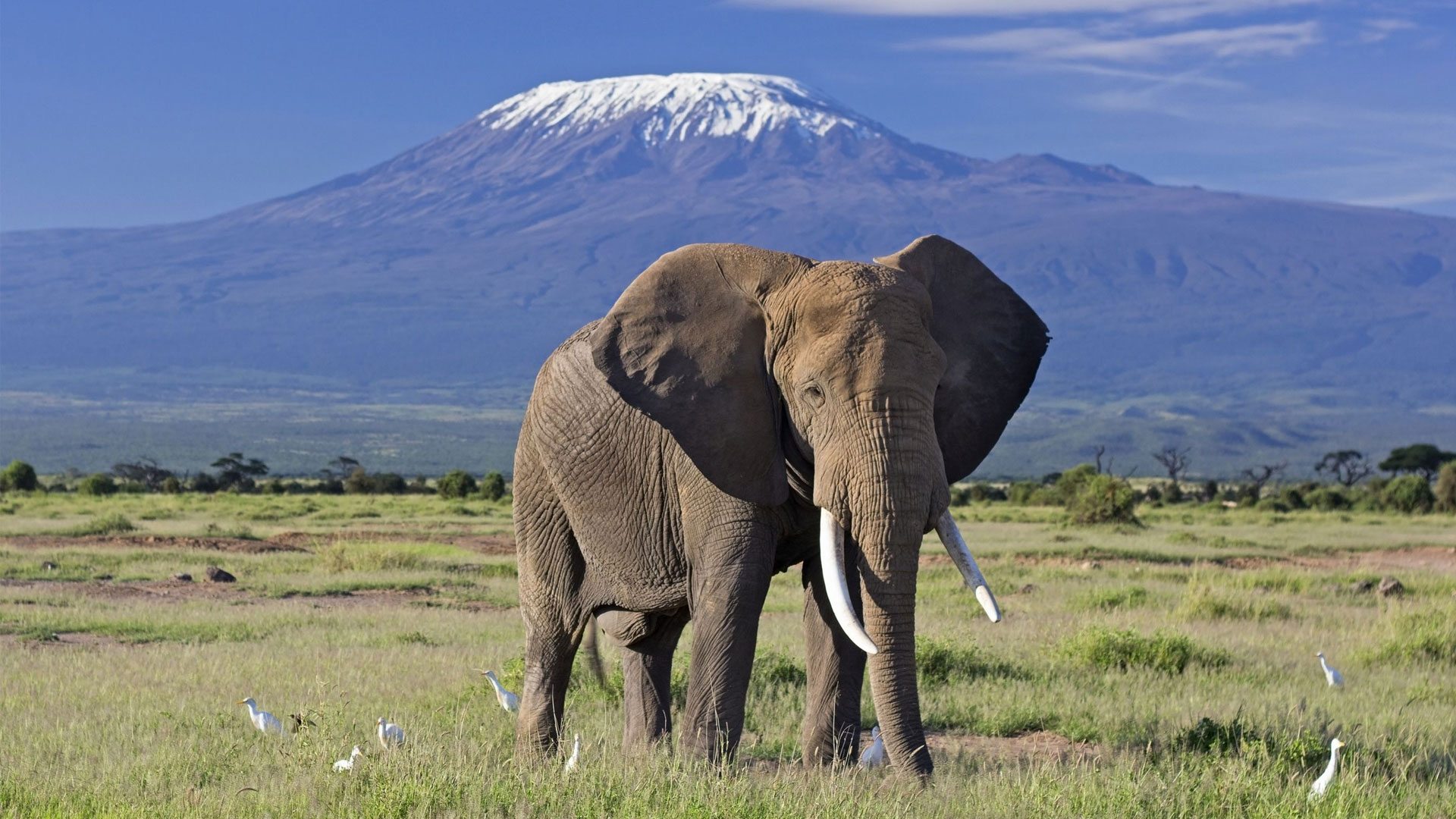 3 Days Budgeted Safari to Amboseli National Park