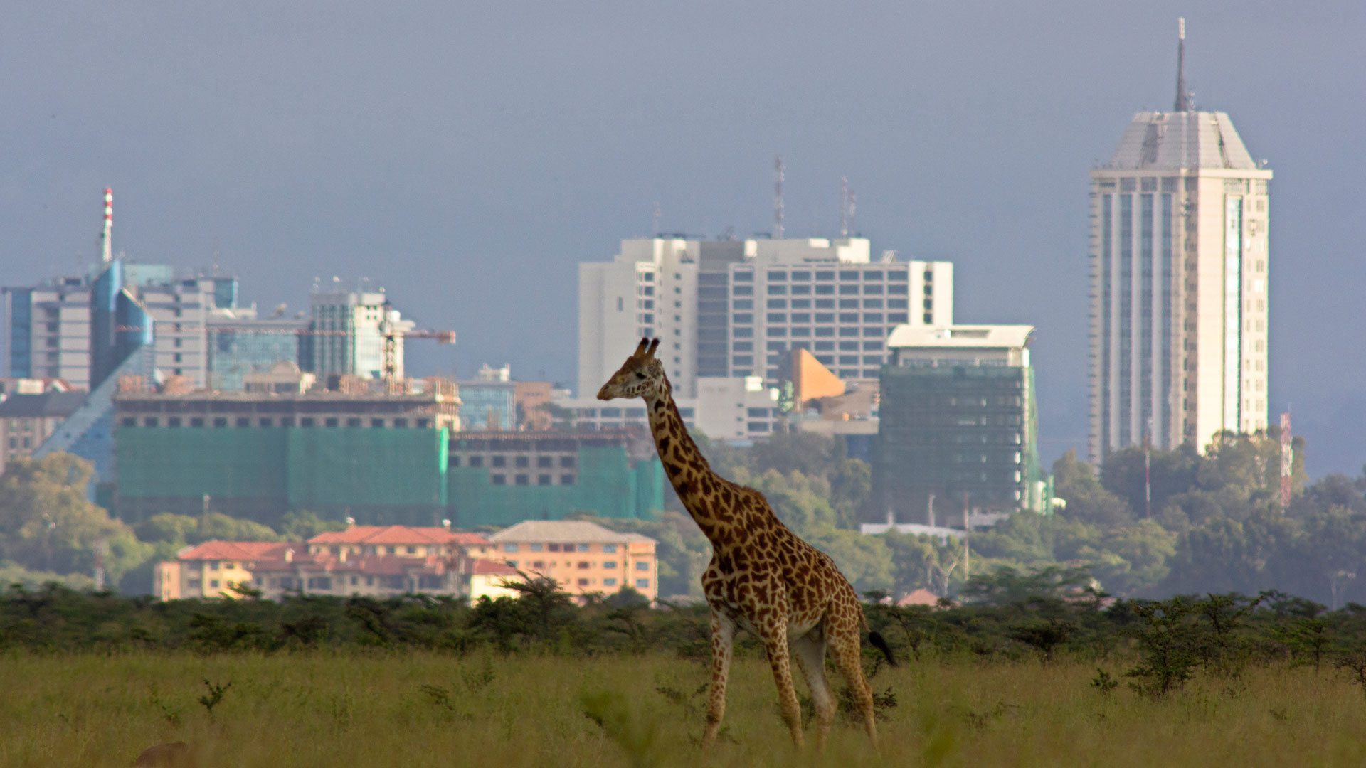 Full-Day Nairobi City Tour