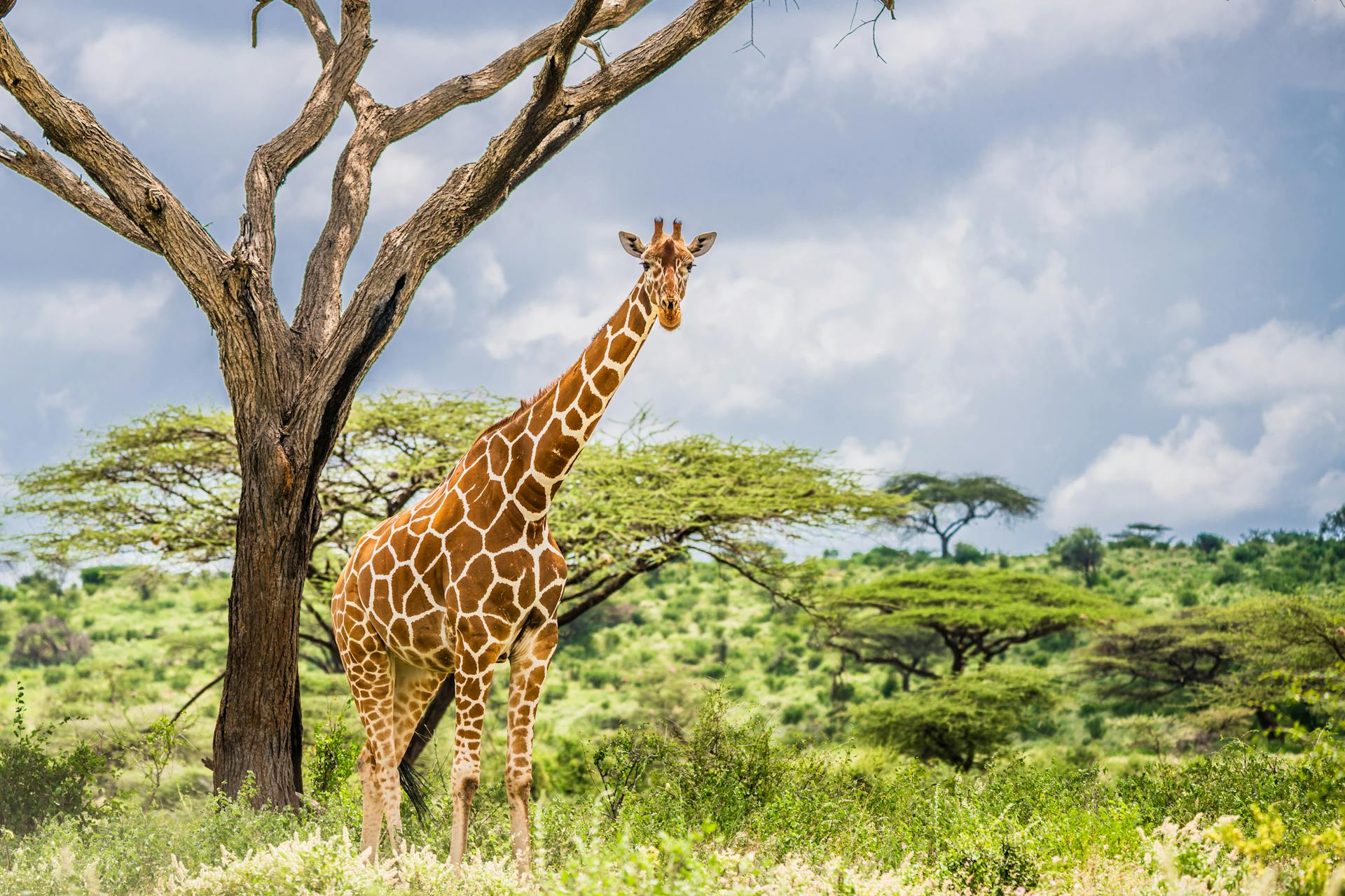 3 Days Samburu National Reserve