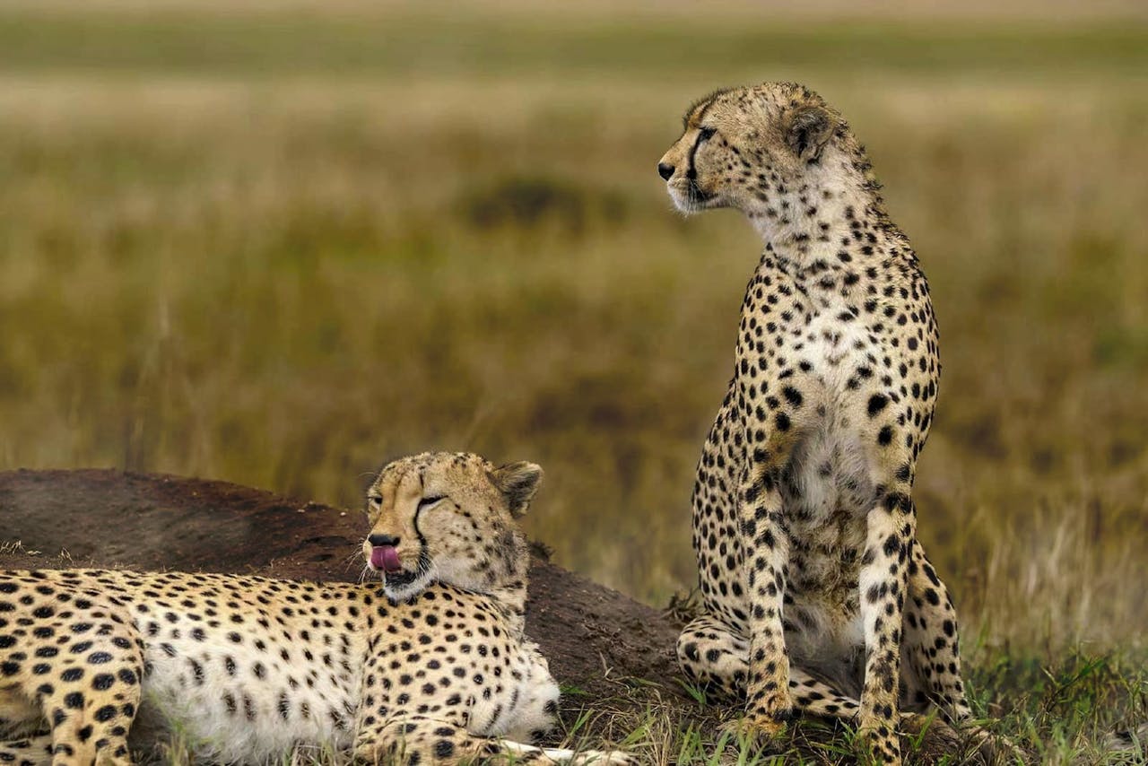 3 Days 2 Nights Safari Serengeti National Park & Ngorongoro Crater