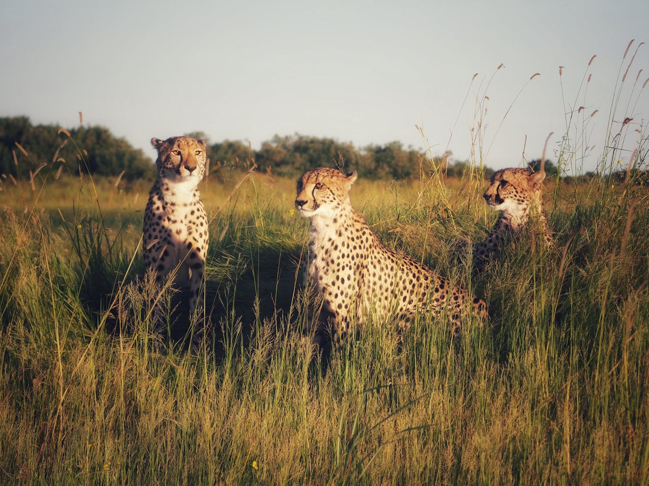 5-Days Mid-Range Bush Safari to Tarangire, Serengeti, and Ngorongoro Crater