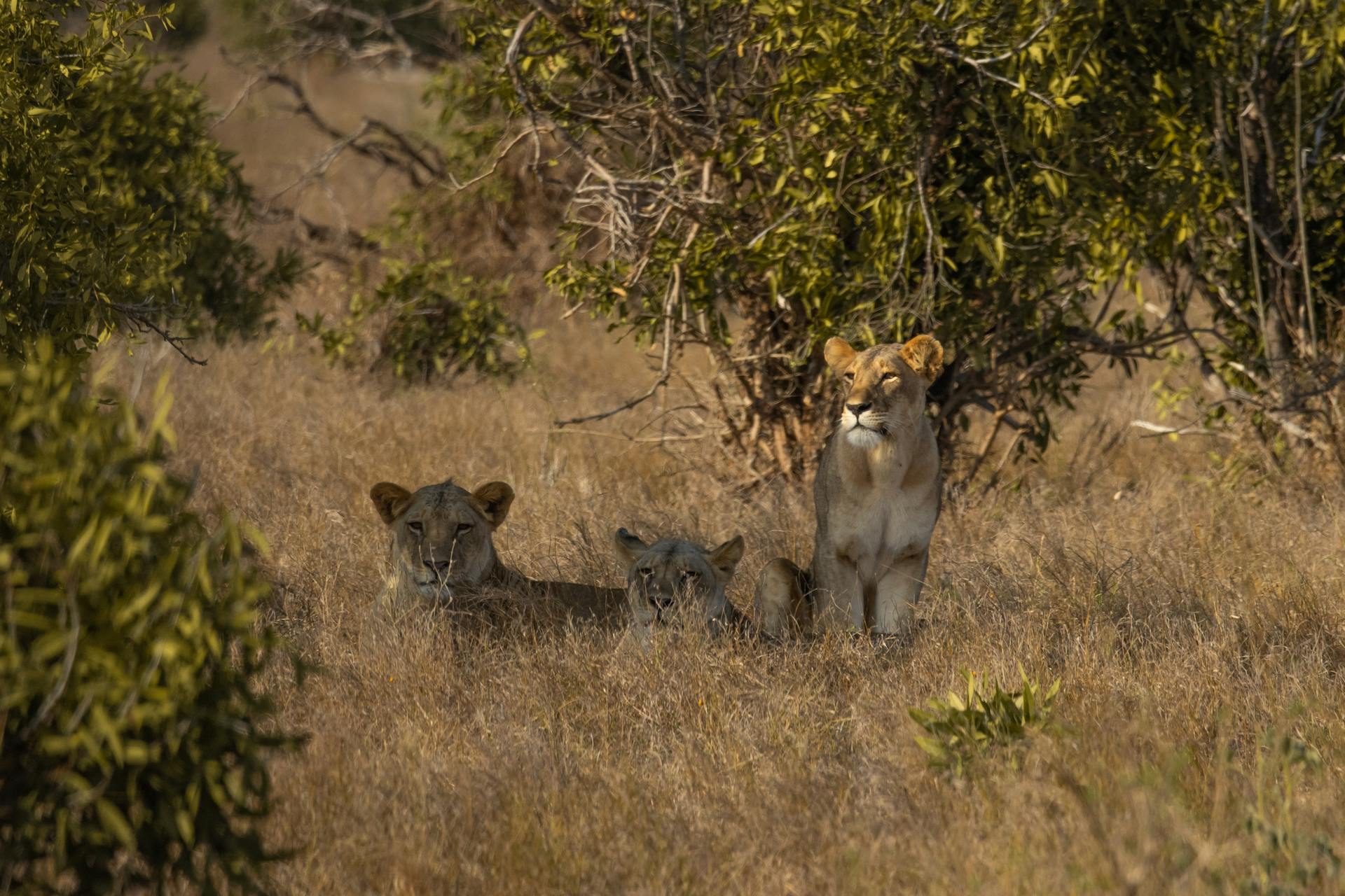 7 Days Safari to Samburu, Lake Nakuru, Masai Mara National Park to Naivasha