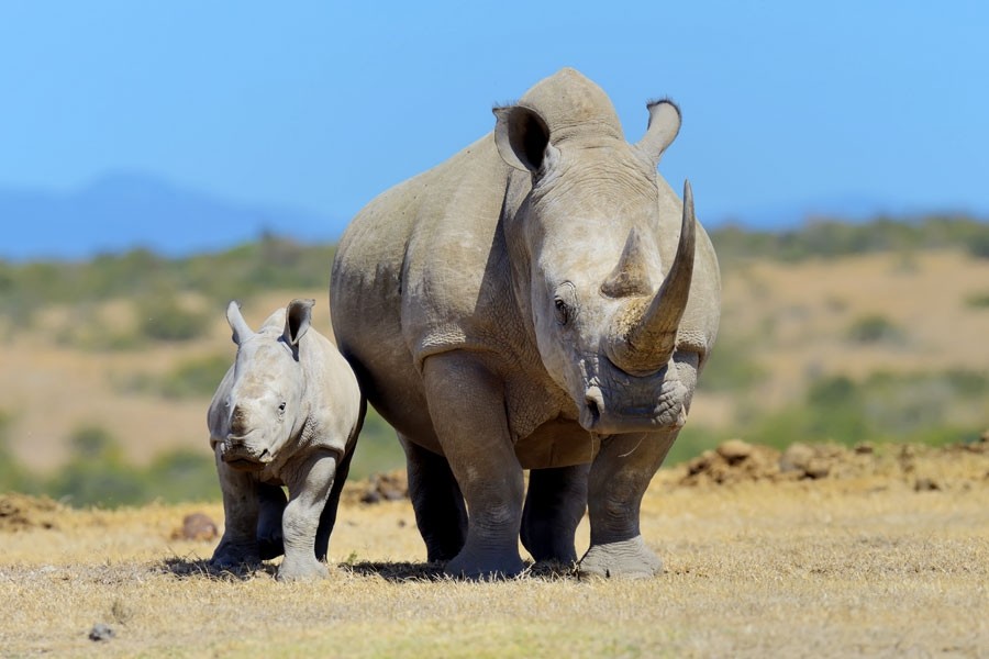 5 Days Safari Samburu National Park To Ol Pejeta Conservancy