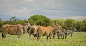 The Aberdare Moorlands- Hidden Gems in Kenya