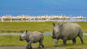 Flamingos and Rhino Sanctuary
