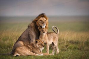 Maasai Mara- Best Tourist Destinations in Kenya