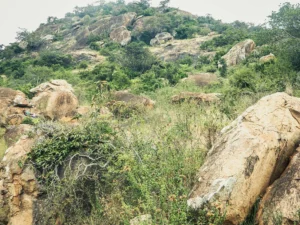Lukenya Hills