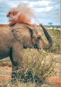 Kenya’s Untamed Wilderness- Best Tourist Destinations in Kenya