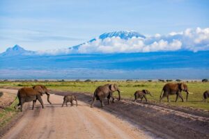 Majestic Elephants and Kilimanjaro Views- Best Tourist Destinations