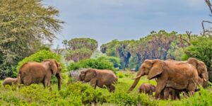 Off-the-Beaten-Path Safari- Best Tourist Destinations in Kenya