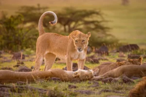 Travel Agents in Kenya