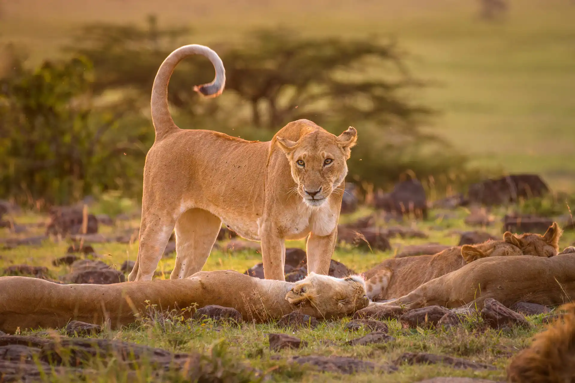 tour companies in Kenya