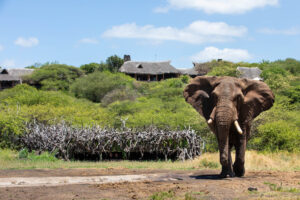 Ol Donyo Safari