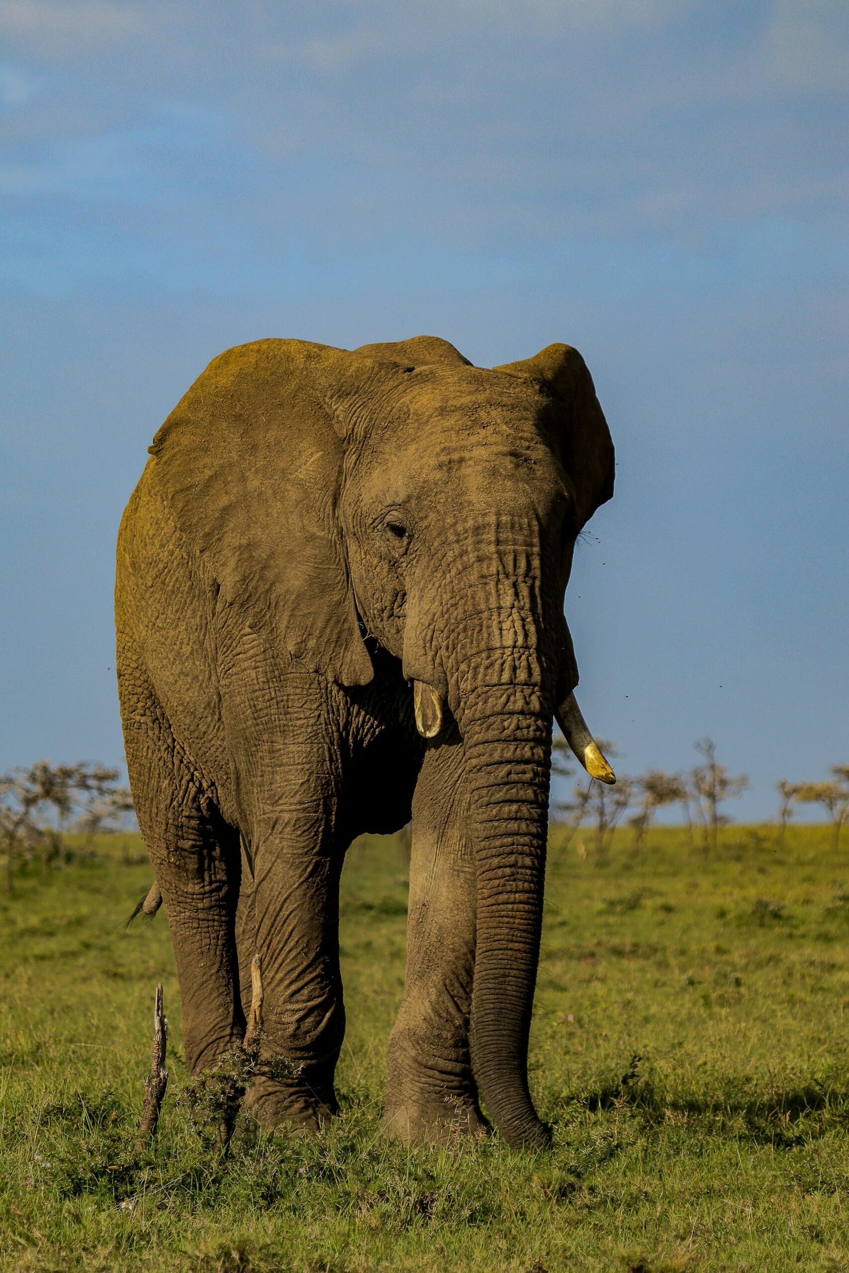 amboseli