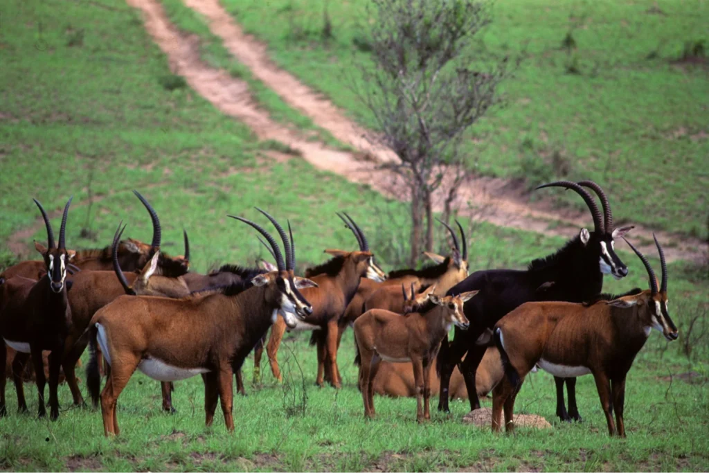 Full-Day Shimba Hills National Reserve Trip