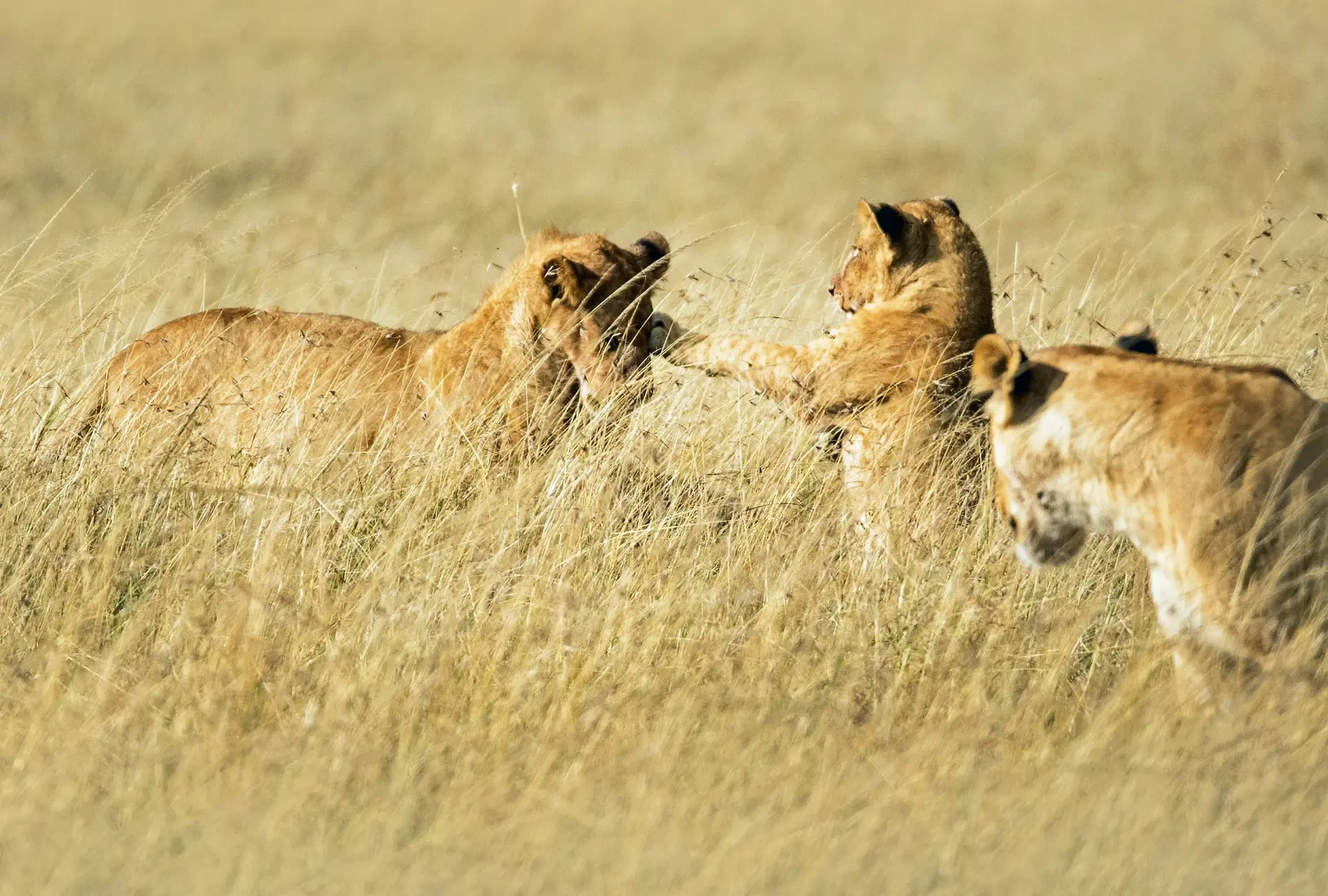 Big Five Safaris
