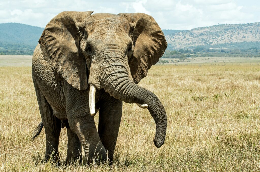 Amboseli to Tsavo West National Park