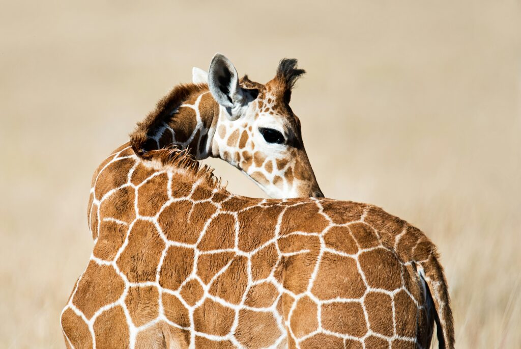 6-Day Lewa & Masai Mara Luxury Rhino & Migration Safari