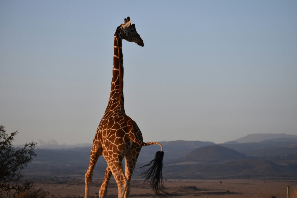 Exploring Lewa Conservancy