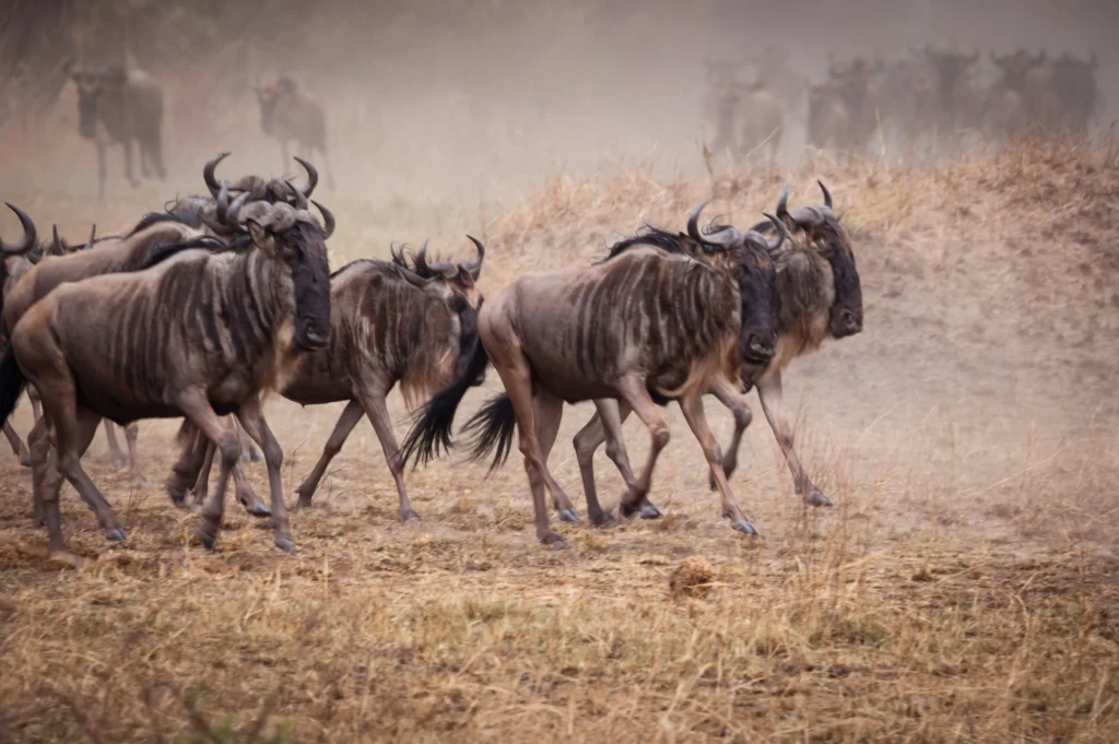 8-Day Masai Mara, Serengeti and Ngorongoro Migration Safari