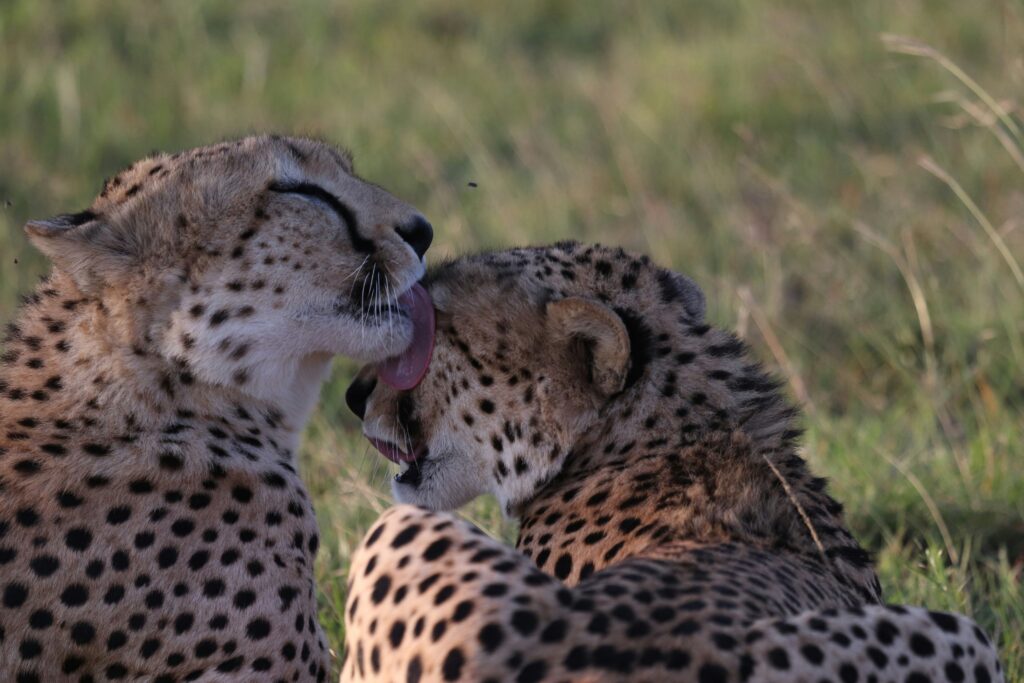 3 Days Private Masai Mara Safari