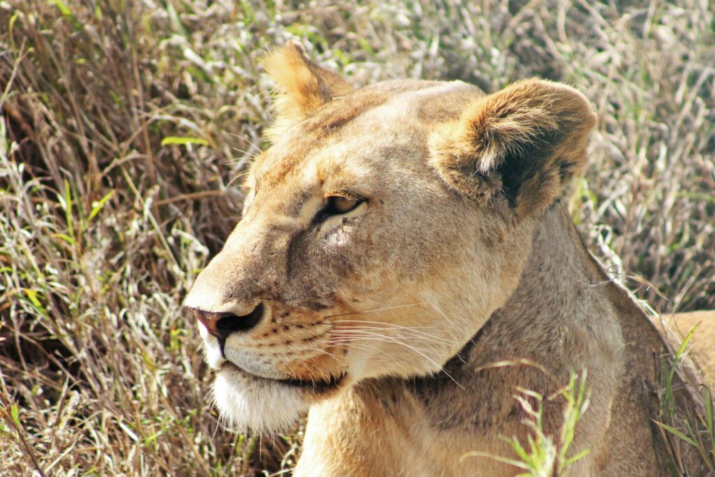 Lewa to Masai Mara