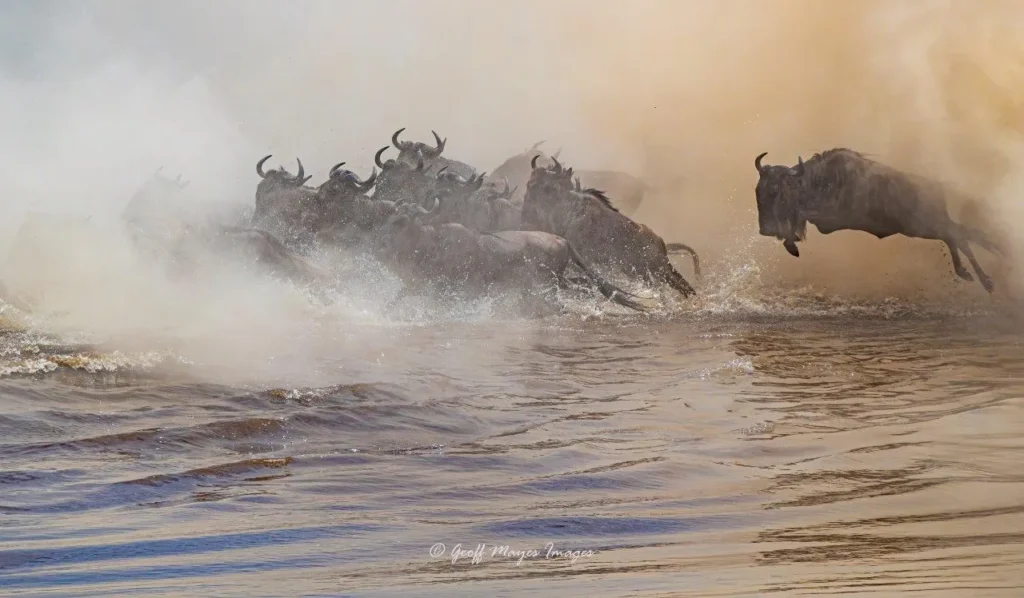 Wildebeest crossing a river in the Masai Mara