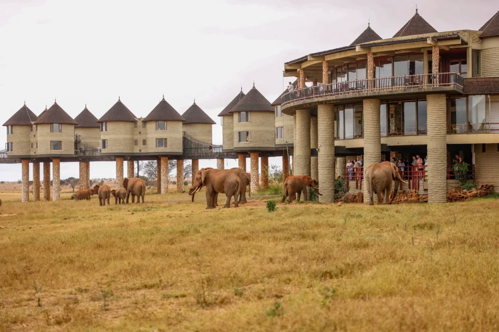 3 Day Tsavo West and Salt Lick Safari