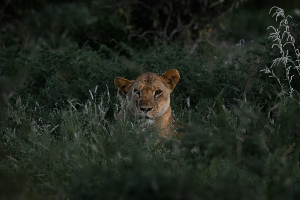 6-Day Amboseli, Tsavo West, & Taita Hills Big Five Photographic Safari