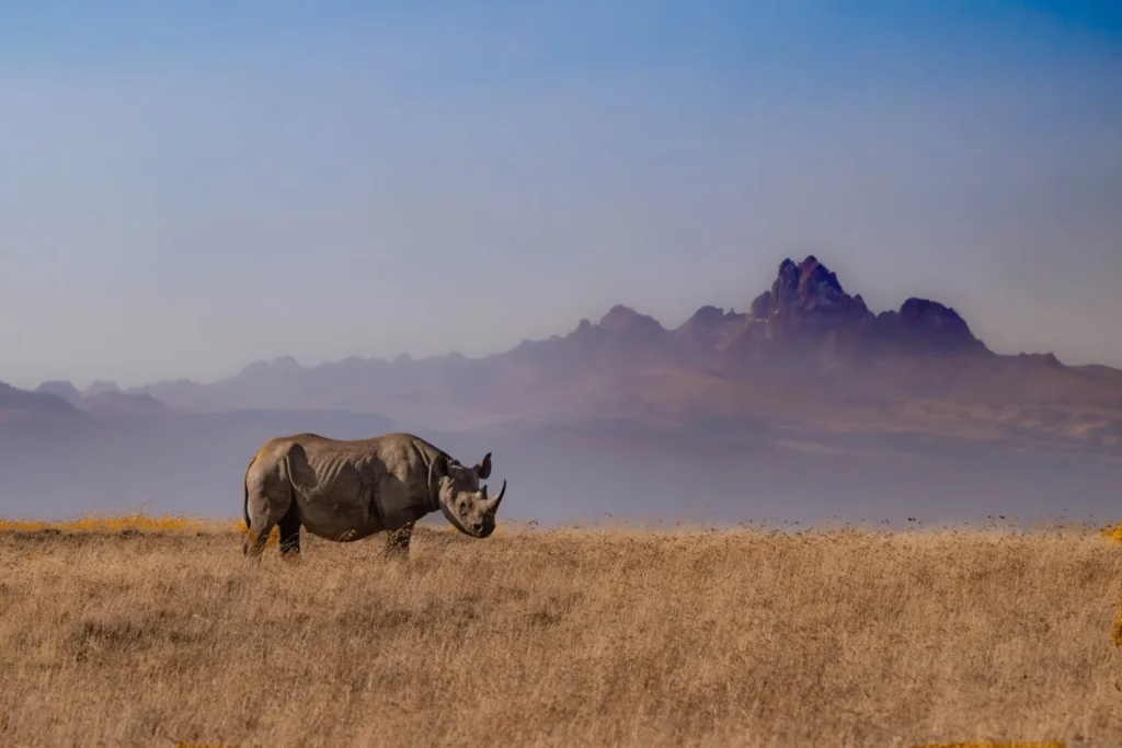 Walking Safari — image 5