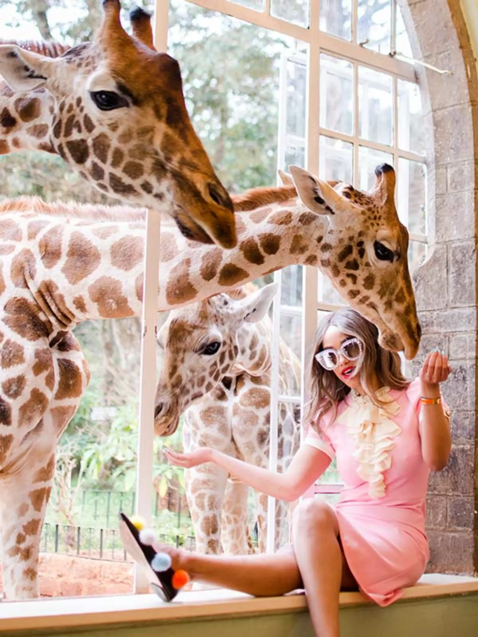 Breakfast with giraffes at Giraffe Manor