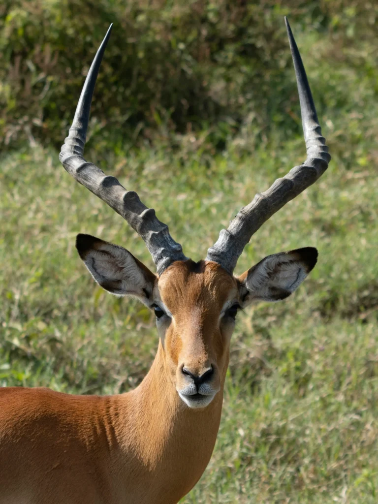 Lake Nakuru National Park