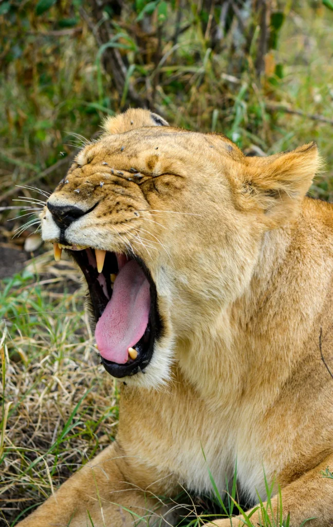 Masai Mara National Reserve