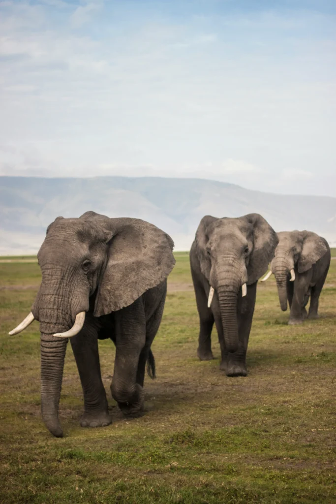 Mount Kenya National Park