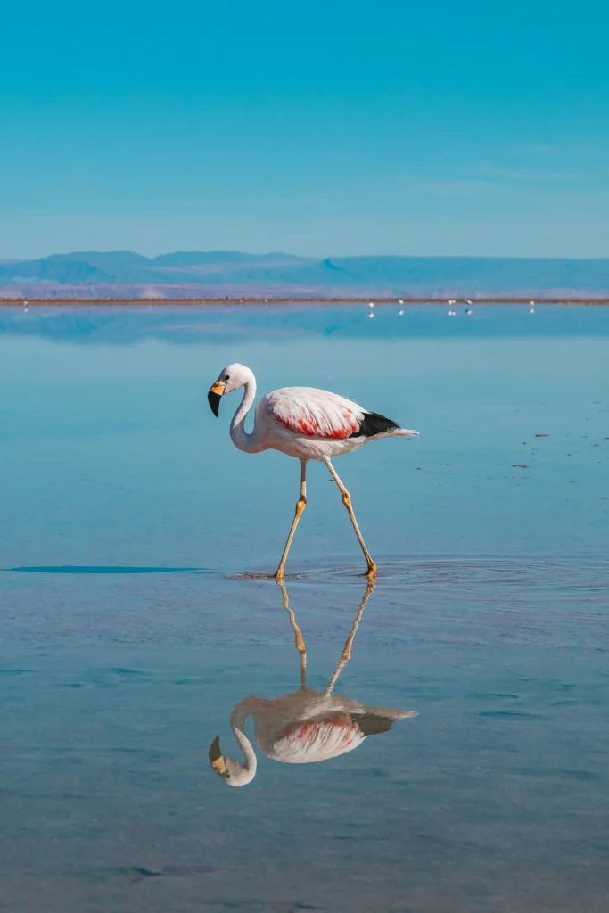 Lake Bogoria National Reserve