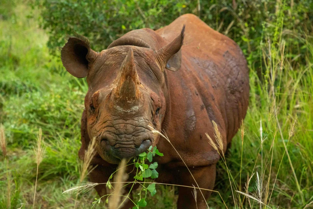 borana conservancy